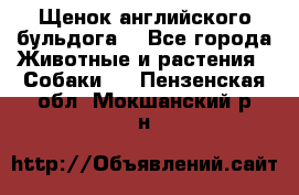 Щенок английского бульдога  - Все города Животные и растения » Собаки   . Пензенская обл.,Мокшанский р-н